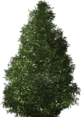 树,智利雪松,austrocedrus chilensis的