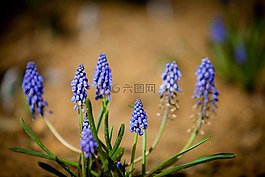 花園,5dmark2,70 - 200毫米