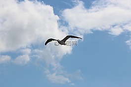 海鷗,云,天空
