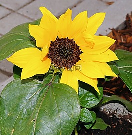 花園,人行道,太陽(yáng)花