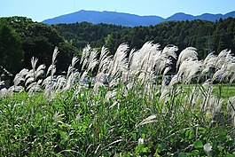 自然,日本,山
