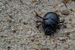 anoplotrupes stercorosus,森林蜣螂,性质