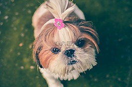 動物,狗,寵物