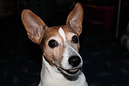 杰克羅素,小獵犬,狗