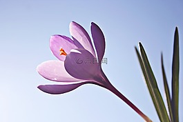 番紅花,花卉,鮮花