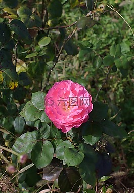 玫瑰,鮮花,美麗