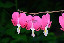 流血的心,雙色心花,開花