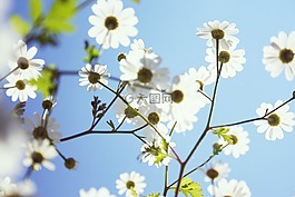 鲜花,夏天,性质