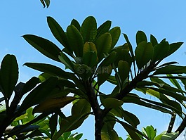 葉子,樹,綠色