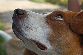 狗,狗看起來(lái),狗來(lái)了
