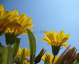 gazany到,花卉,黃色花