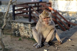 猴子,巴厘島,印度尼西亞