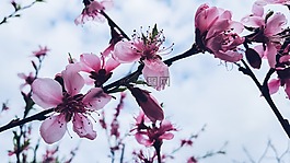 鲜花,夏天,花园
