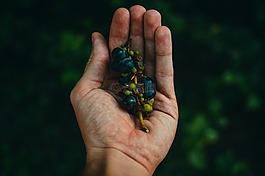 手,植物,水果