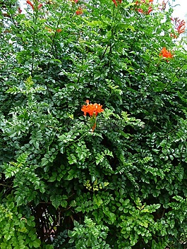 金銀花角,布什,開(kāi)花
