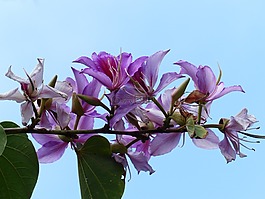 鲜花,粉红色,树