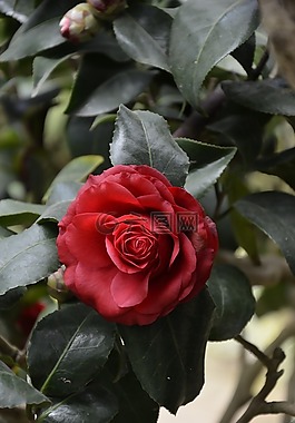 自然,浪漫,花園