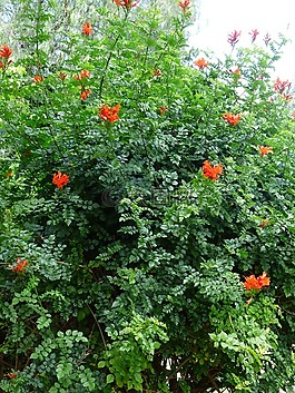 金銀花角,布什,開(kāi)花