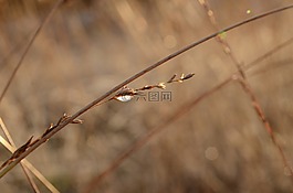 下降,太陽,陽光