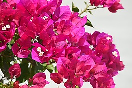 九重葛,鮮花,粉紅色