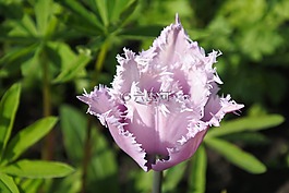 草,郁金香,花卉