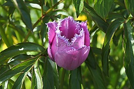 草,郁金香,花卉