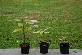 鱷梨,植物,花盆