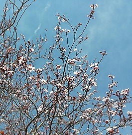 春天,鮮花,性質(zhì)