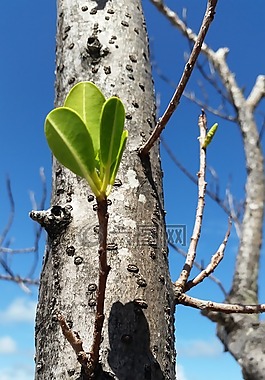 紅樹林,射擊,新的生活