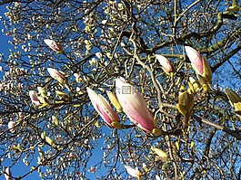 玉蘭,芽,開花