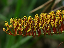 鮮花,黃色,紅色
