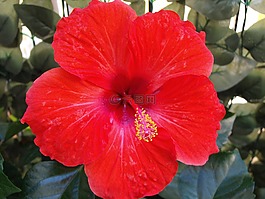 紅色花,木槿,朵紅色的花