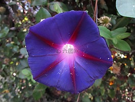 牵牛花,花,紫色
