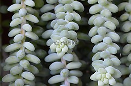 植物,花园,叶