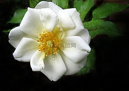 花,自然,植物區(qū)系