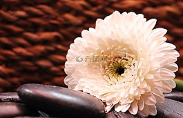 非洲菊,花,開花