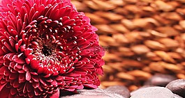 非洲菊,花,開花