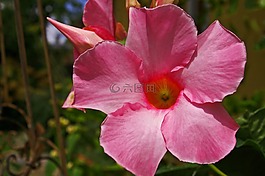 dpladenia,露臺植物,盆花