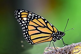 君主,danaus plexipplus,蝴蝶