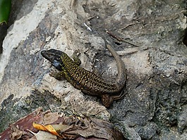 蜥蜴,金丝雀的蜥蜴,gallotia galloti