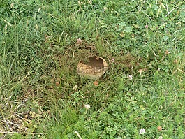 兔 umbrinum,勃 utriforme,小兔子 bovist