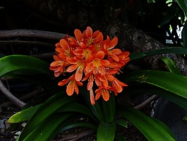 klivie,花,鲜花