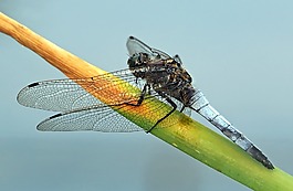 昆蟲,性質(zhì),活