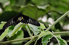 蝴蝶,性質(zhì),昆蟲