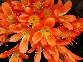 klivie,花,鲜花