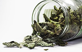 香料,薄荷,健康