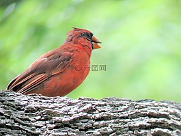 鳥,紅鳥,歌鳥