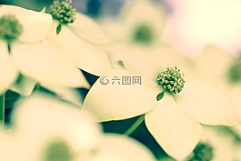 鮮花,山茱萸照,植物