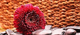 非洲菊,花,開花