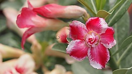 花,自然,植物區(qū)系